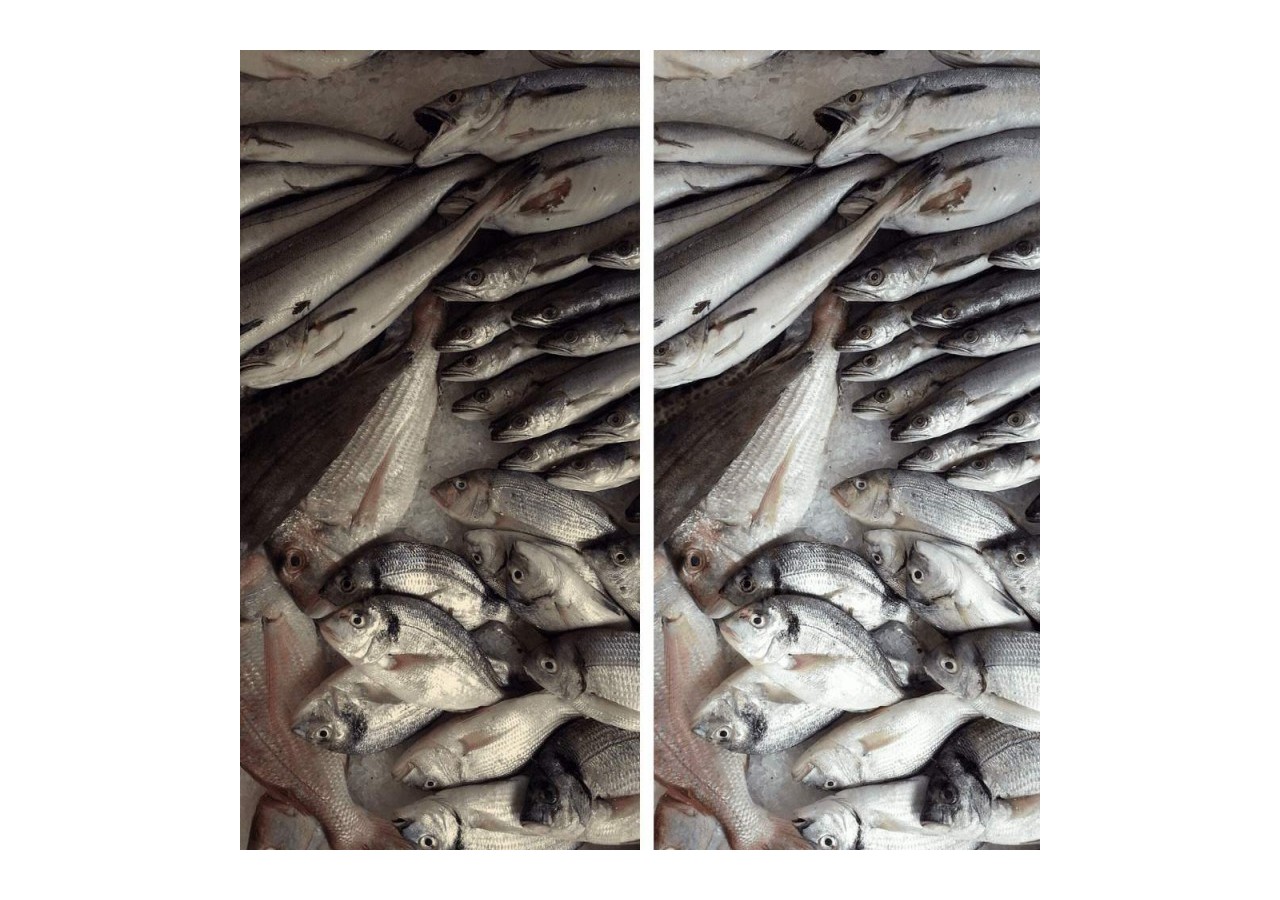 Projecteur LED sur rail monophasé spécial poissonneries-Driver Philips-LED COB-40W - B00574-N-PES - Barcelona LED