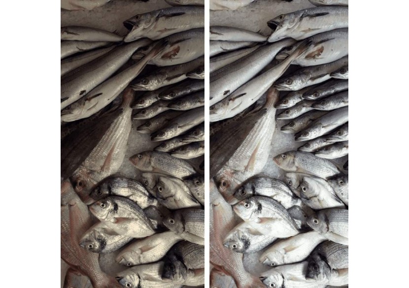 Projecteur LED sur rail monophasé spécial poissonneries-Driver Philips-LED COB-40W - B00574-N-PES - Barcelona LED Projecteur LED sur rail monophasé spécial poissonneries-Driver Philips-LED COB-40W - B00574-N-PES - Barcelona LED