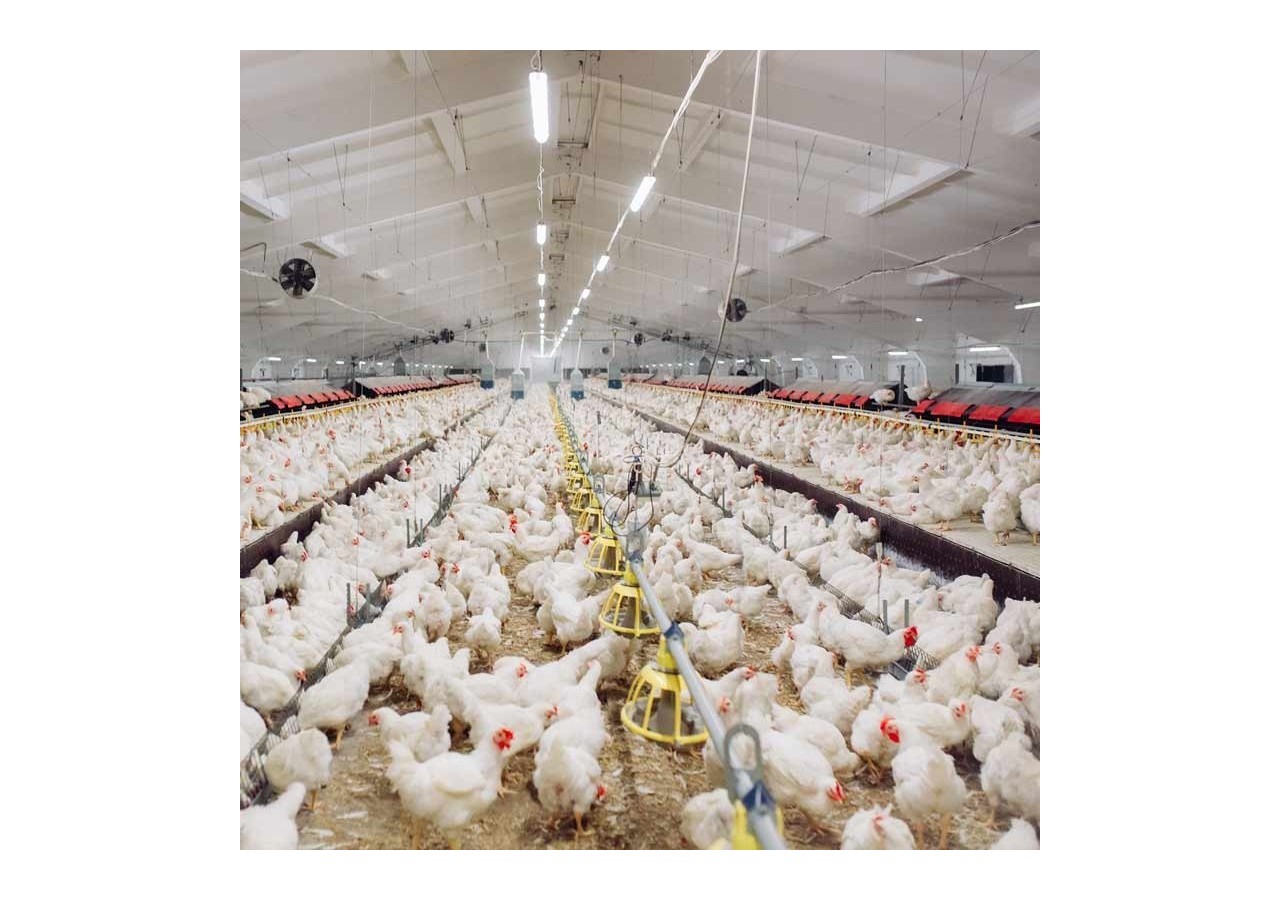 Réglette LED étanche tubulaire 30W IP68 120cm pour fermes - B8490-120BN - Barcelona LED