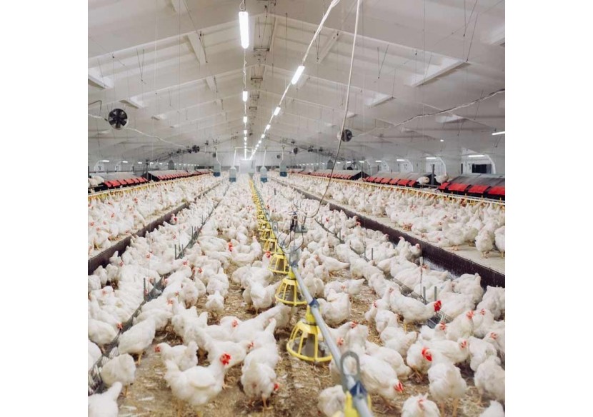 Réglette LED étanche tubulaire 30W IP68 120cm pour fermes - B8490-120BN - Barcelona LED