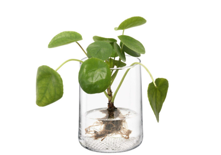 Vase Market - 17,5 cm en verre élégant - LS 576065 - L.S.A. 2