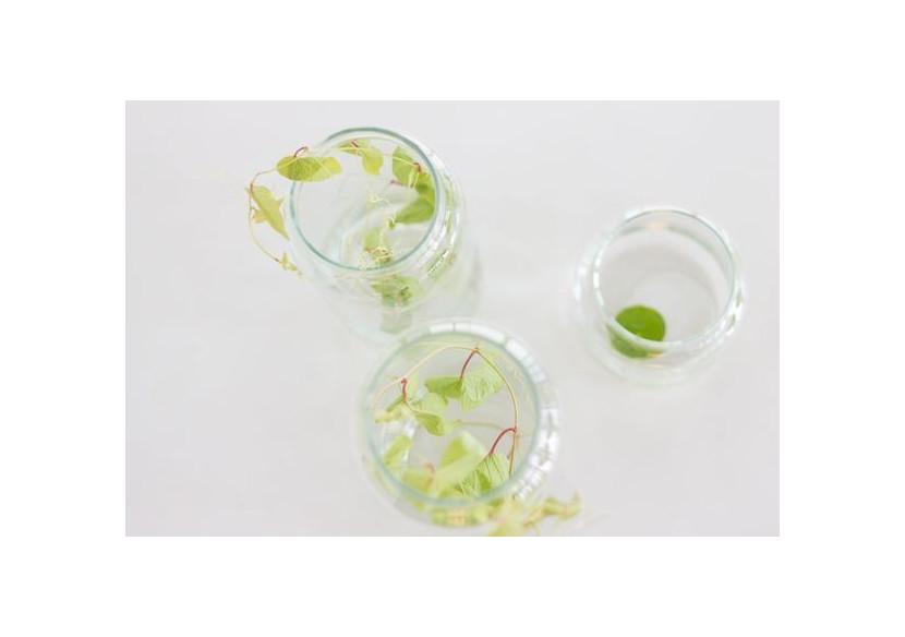 Verre à boire XL fait main - 10 x 30 cm Étoiles Cuivrées - TD 017072 - TAK Design