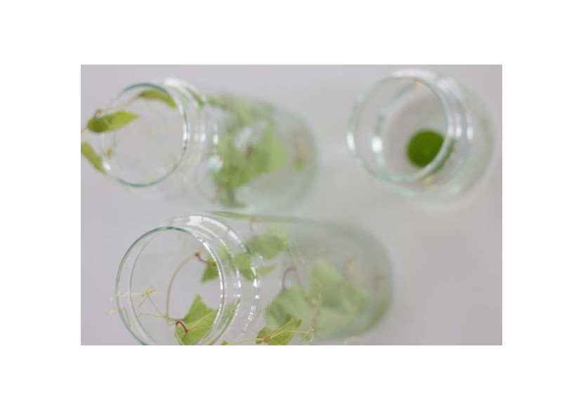 Verre à Eau XL 10/30 Silver Tree - Artisanat Écologique - TD 017096 - TAK Design