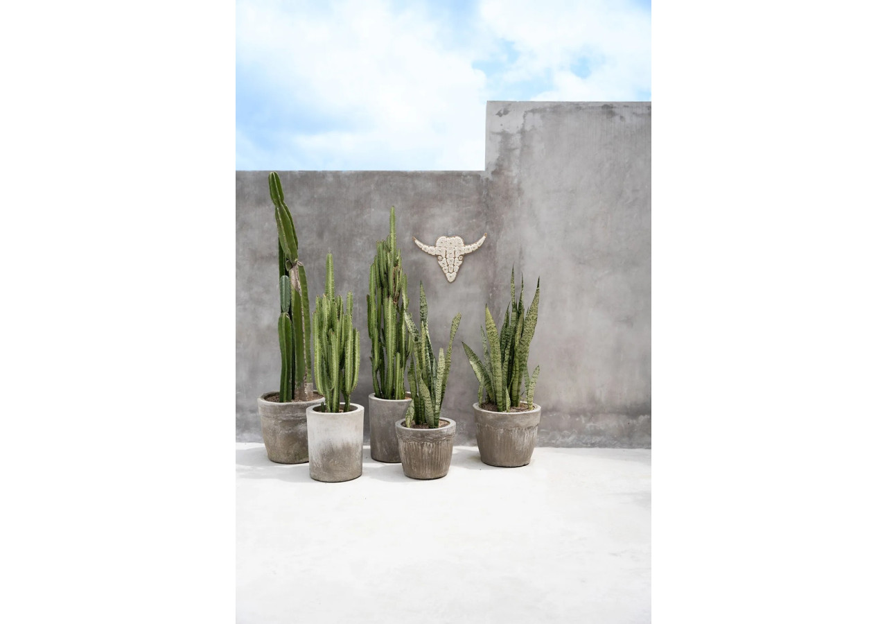 Coquillage Taureau - Blanc - BABL021W - Bazar Bizar