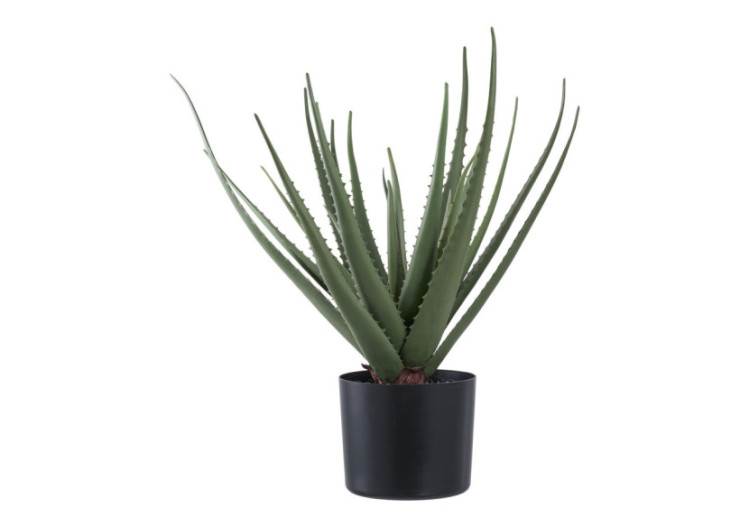 Aloe Vera - Plante Bien-être et Décorative - 9501001 - House Nordic