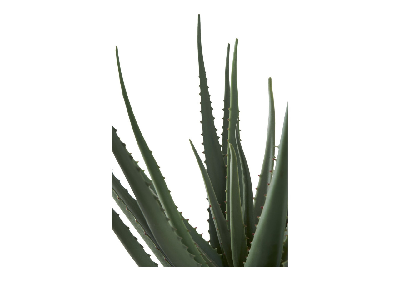 Aloe Vera - Plante Bien-être et Décorative - 9501001 - House Nordic