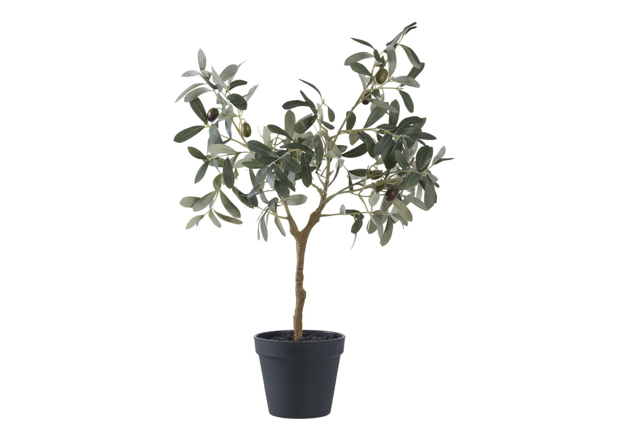 Olivier Méditerranéen - Symbole de Paix - 9501002 - House Nordic