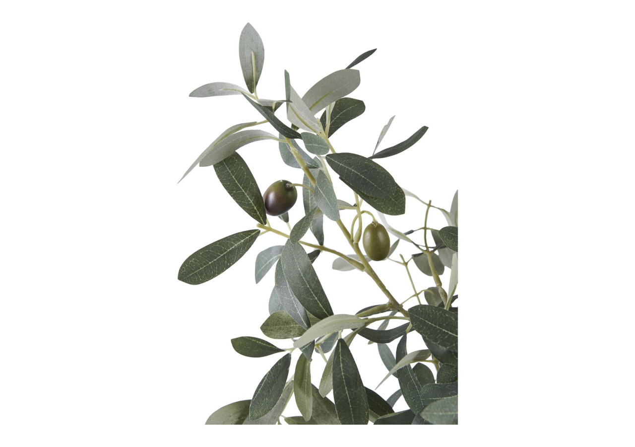 Olivier Méditerranéen - Symbole de Paix - 9501002 - House Nordic