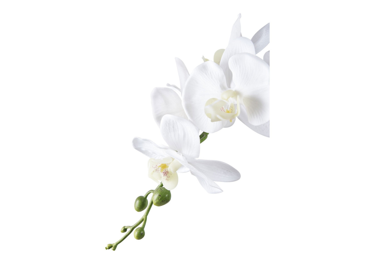 Orchidée Exotique - Floraison Éblouissante - 9501003 - House Nordic