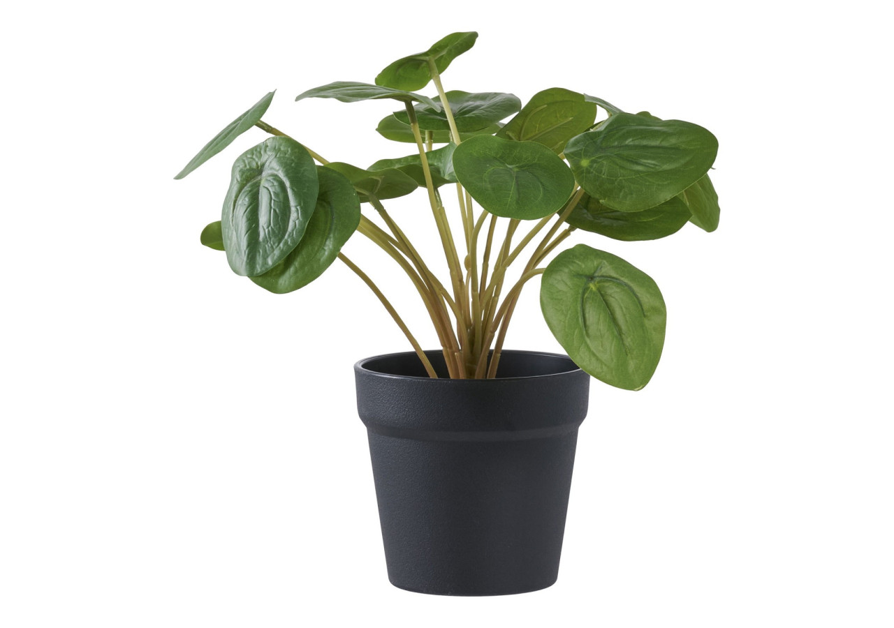 Pelia - Plante d'Intérieur Élégante - 9501005 - House Nordic