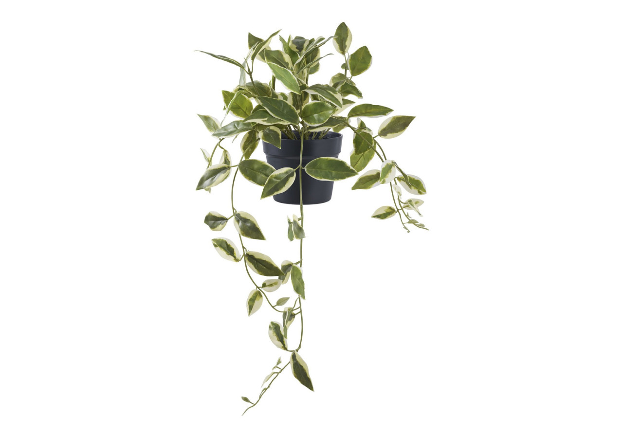 Hoya Carnosa - Plante Grimpante Élégante - 9501006 - House Nordic