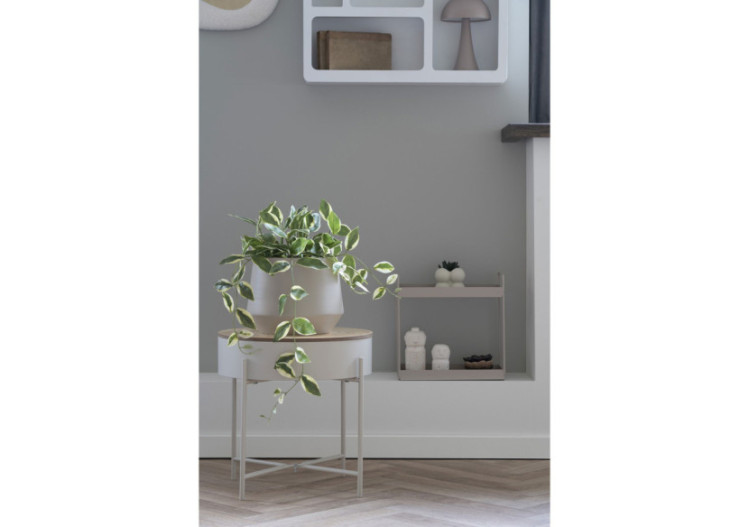 Hoya Carnosa - Plante Grimpante Élégante - 9501006 - House Nordic 2