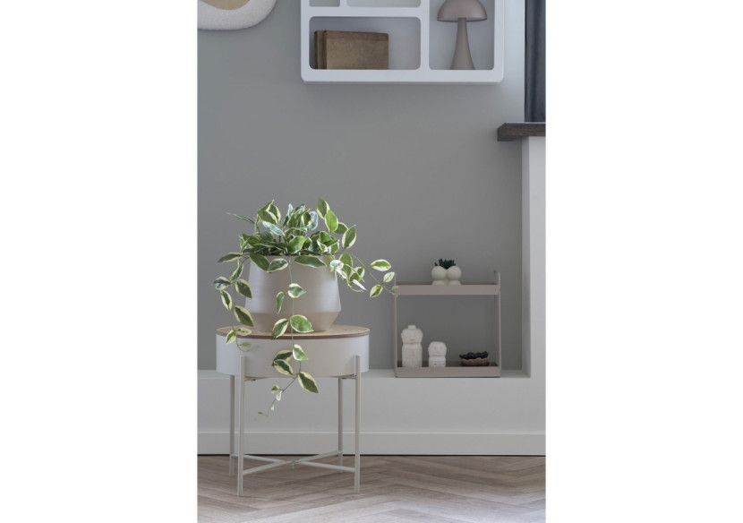 Hoya Carnosa - Plante Grimpante Élégante - 9501006 - House Nordic