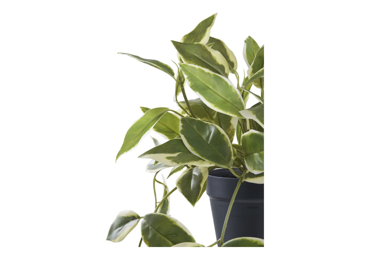 Hoya Carnosa - Plante Grimpante Élégante - 9501006 - House Nordic