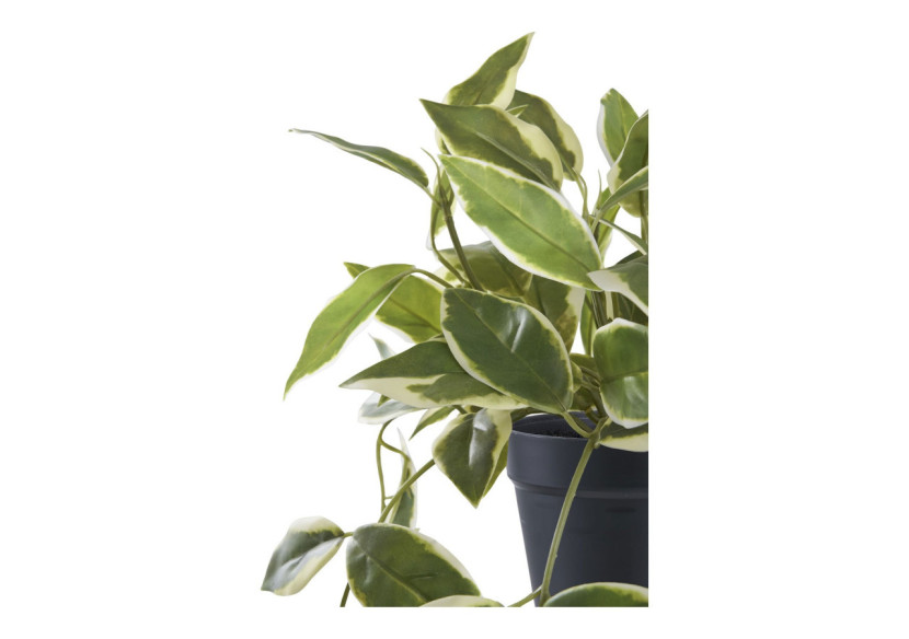 Hoya Carnosa - Plante Grimpante Élégante - 9501006 - House Nordic