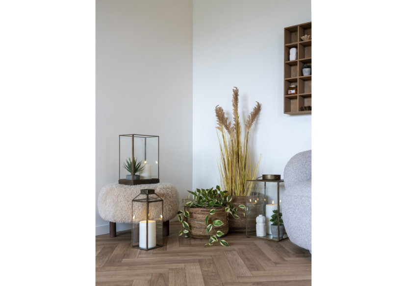 Hoya Carnosa - Plante Grimpante Élégante - 9501006 - House Nordic