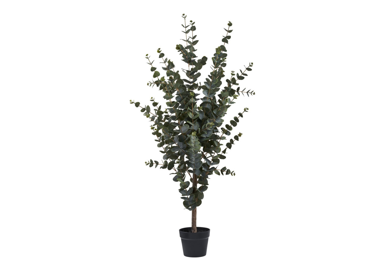 Arbre d'Eucalyptus - Élégance Naturelle - 9501015 - House Nordic