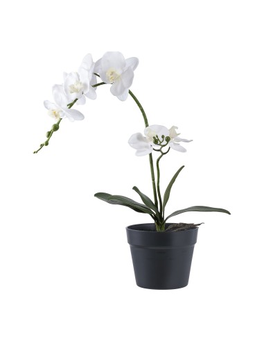 Orchidée Exotique - Floraison Éblouissante - 9501003 - House Nordic