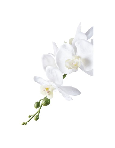 Orchidée Exotique - Floraison Éblouissante - 9501003 - House Nordic