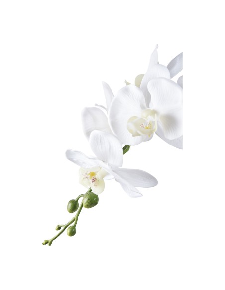 Orchidée Exotique - Floraison Éblouissante - 9501003 - House Nordic