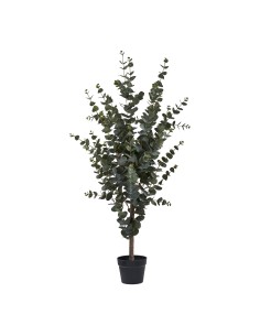 Arbre d'Eucalyptus - Élégance Naturelle - 9501015 - House Nordic