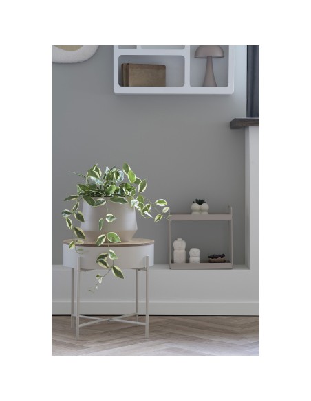 Hoya Carnosa - Plante Grimpante Élégante - 9501006 - House Nordic