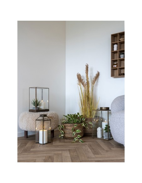 Hoya Carnosa - Plante Grimpante Élégante - 9501006 - House Nordic