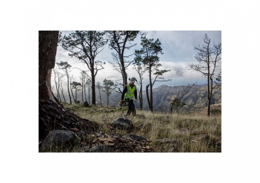 Tronçonneuse élagueuse XR 18V Brushless - DCM565N-XJ - Dewalt