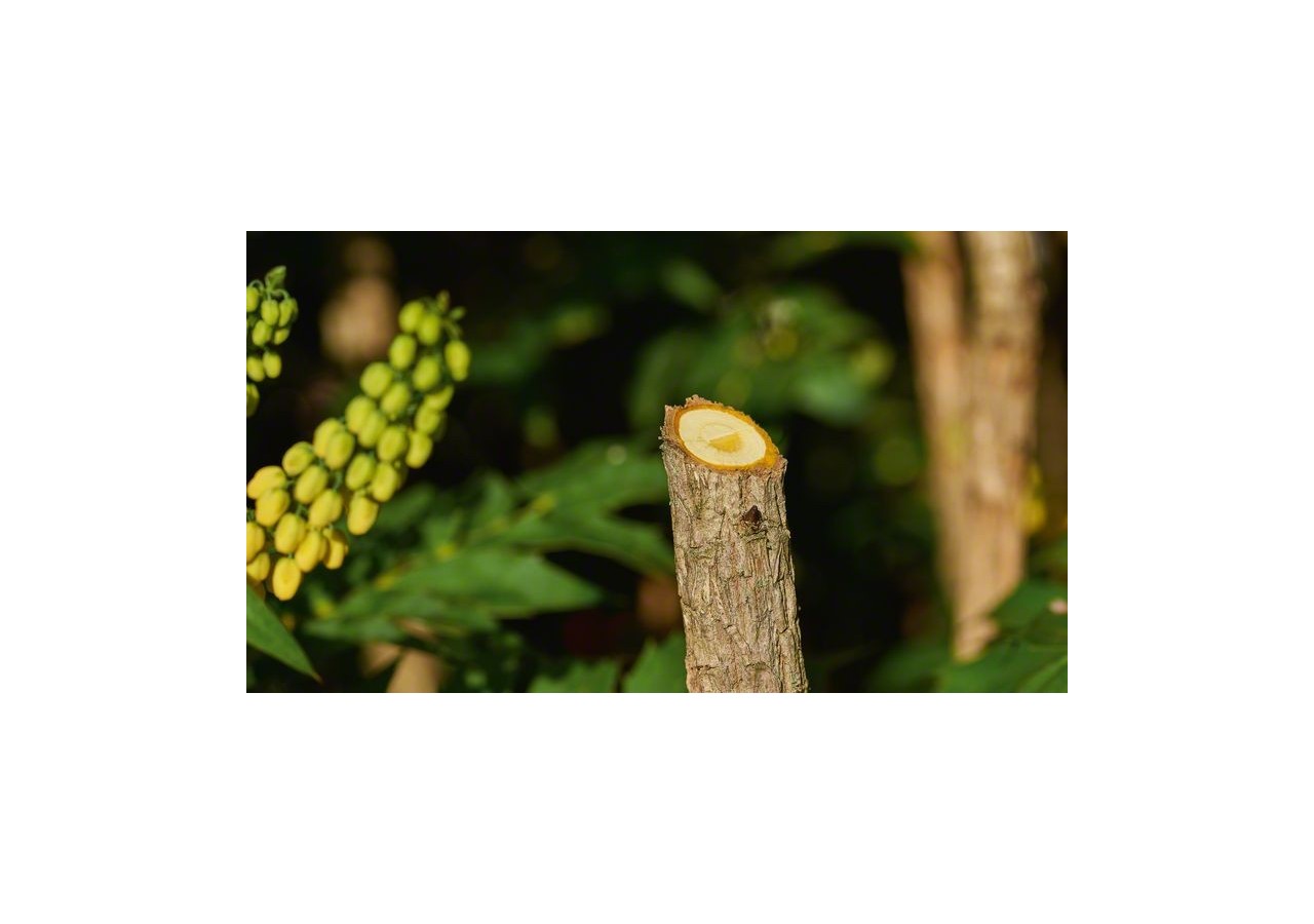 Sécateur sans fil EasyPrune - 06008B2102 - Bosch