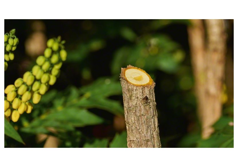 Sécateur sans fil EasyPrune - 06008B2102 - Bosch